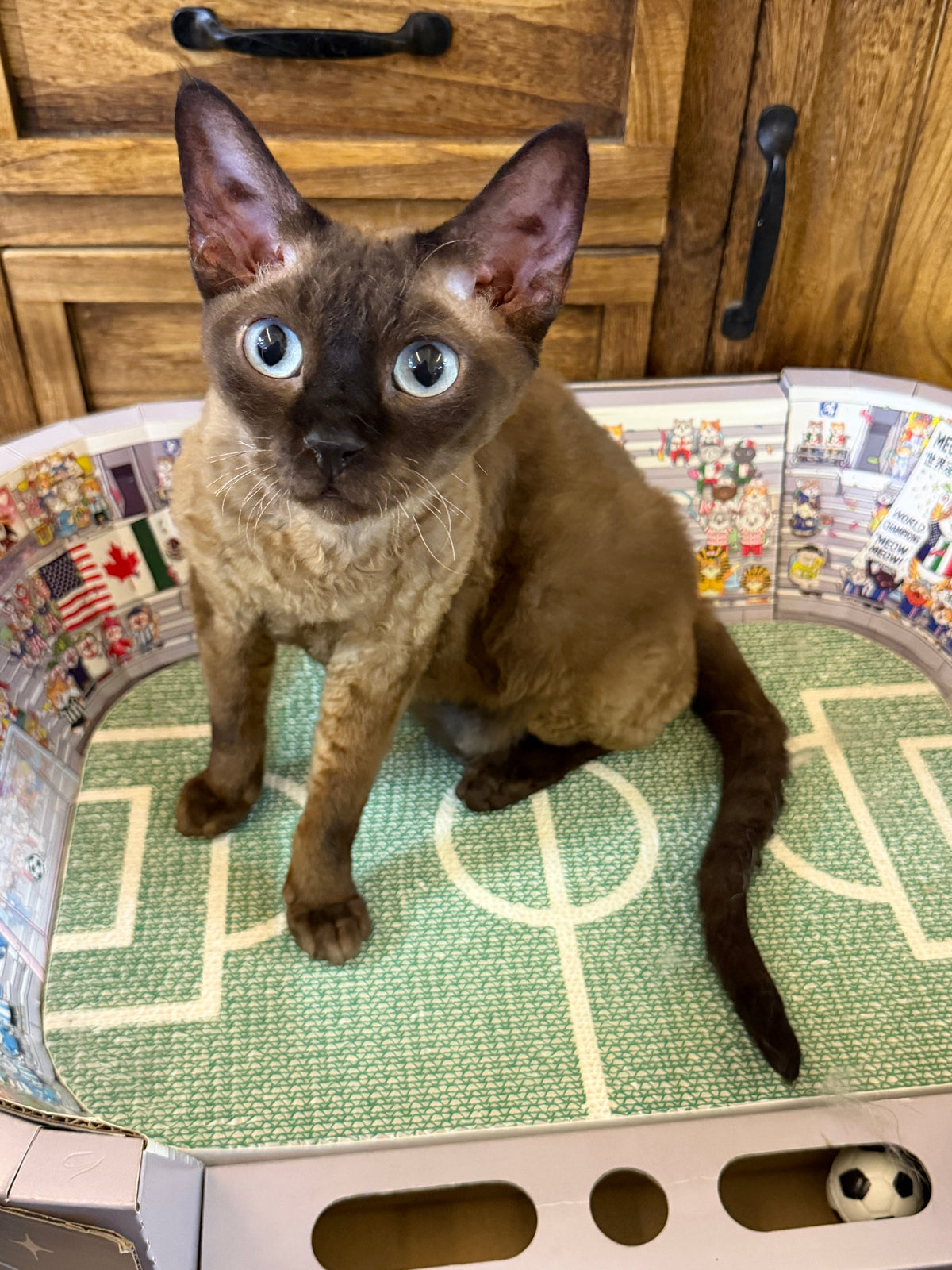 Sabrina Catpenter