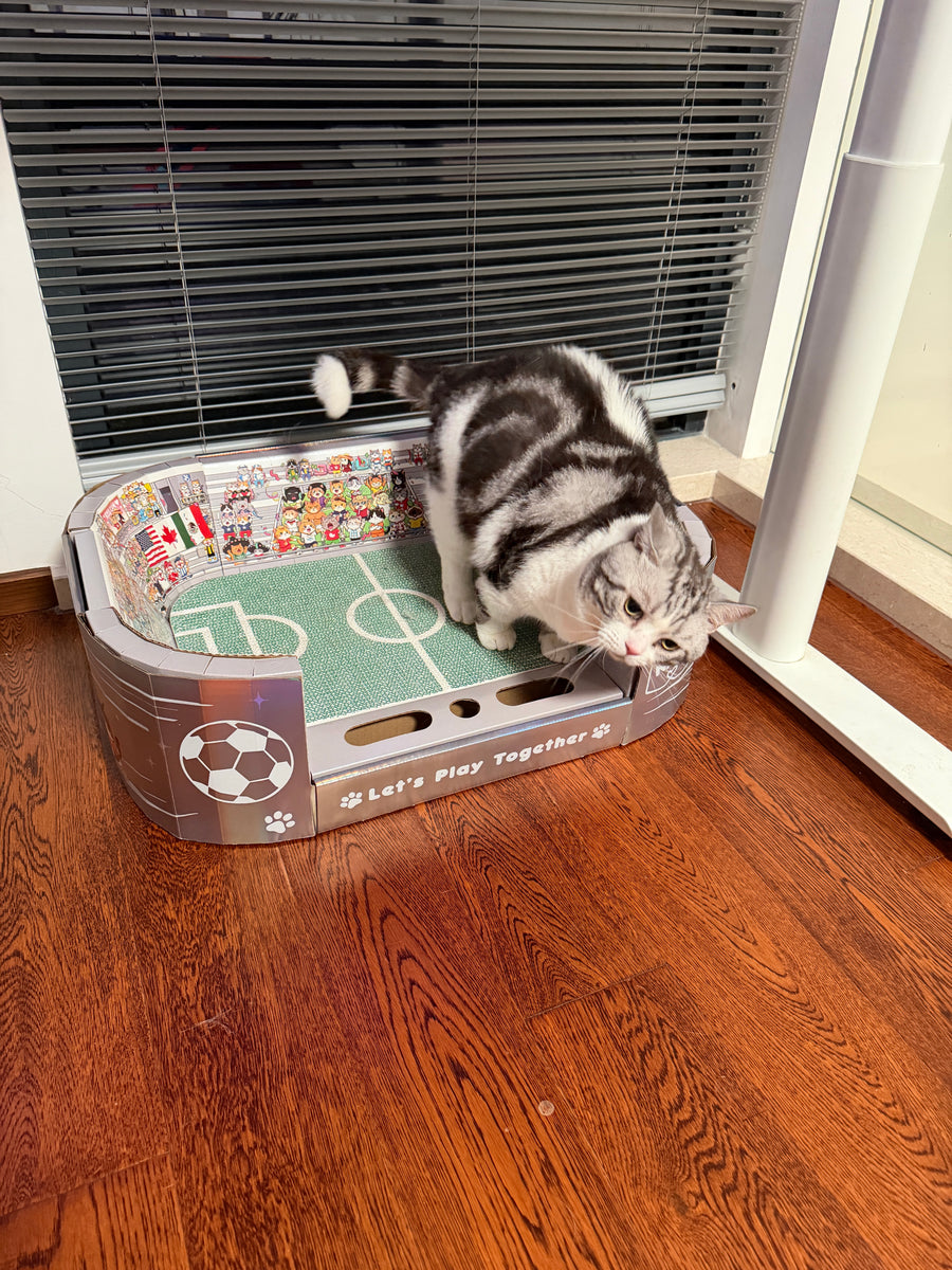 Jun K.'s cat enjoying PawKasa